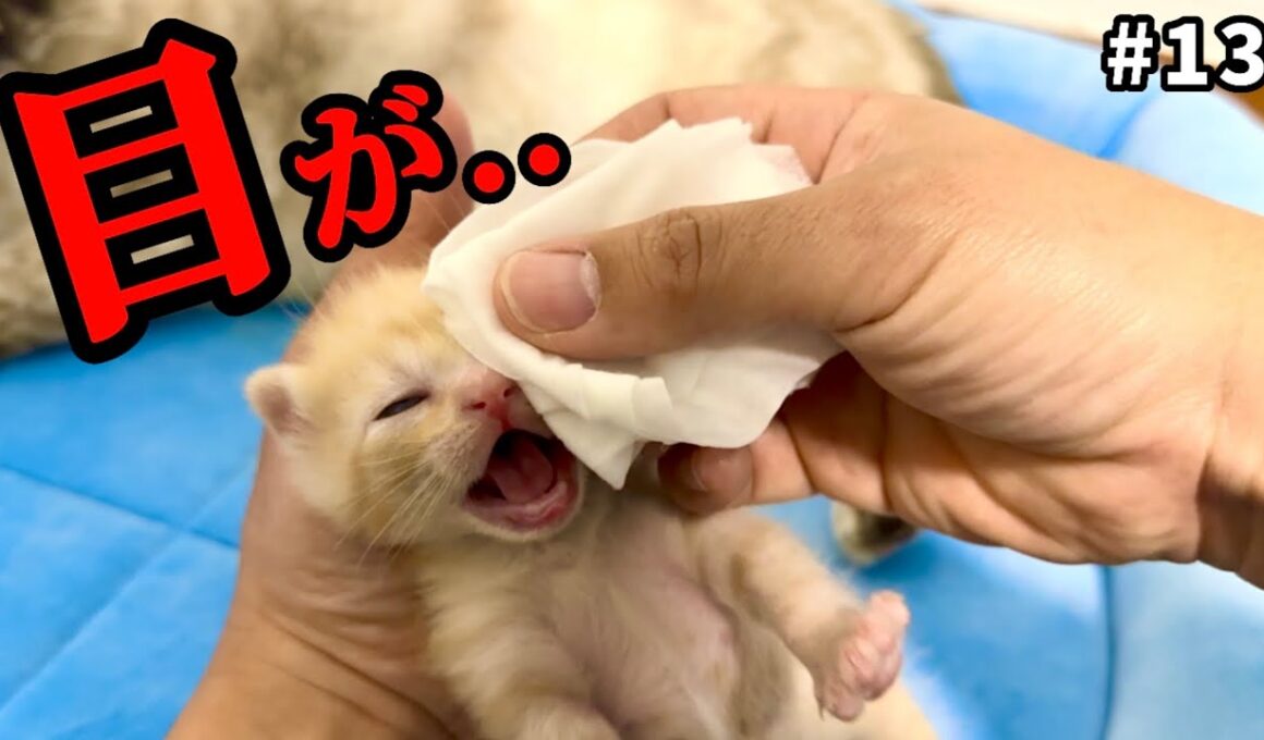 産まれた子猫の目に異変が起きました【保護猫】