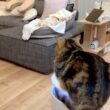 猫の手も借りたい状況だったので、監視員をしてもらいました。