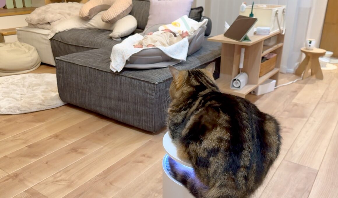 猫の手も借りたい状況だったので、監視員をしてもらいました。