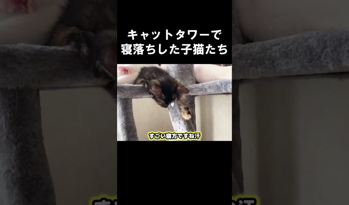 キャットタワーで寝落ちした子猫たち  #子猫