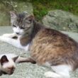 産まれて間もない初代シャム子猫とお腹に2代目シャム子猫を抱える母猫👶