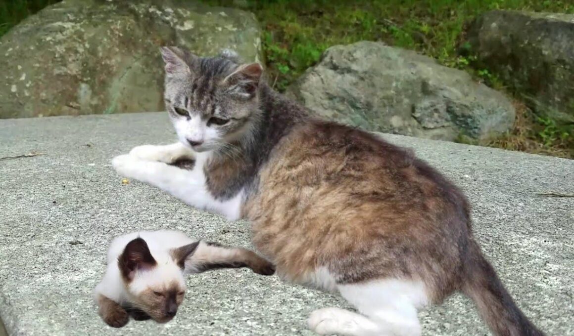 産まれて間もない初代シャム子猫とお腹に2代目シャム子猫を抱える母猫👶