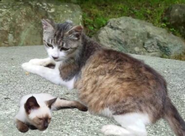 産まれて間もない初代シャム子猫とお腹に2代目シャム子猫を抱える母猫👶