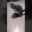 ウインドスクリーンと格闘するメインクーン子猫‼️