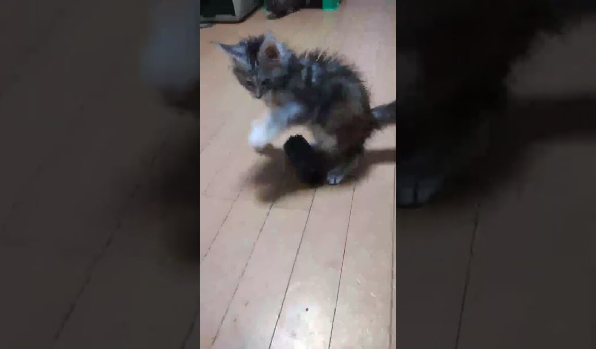 ウインドスクリーンと格闘するメインクーン子猫‼️