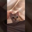 なにこれ！？  #猫 #ねこ #こねこ #猫のいる暮らし #シンガプーラ #cat #catshorts