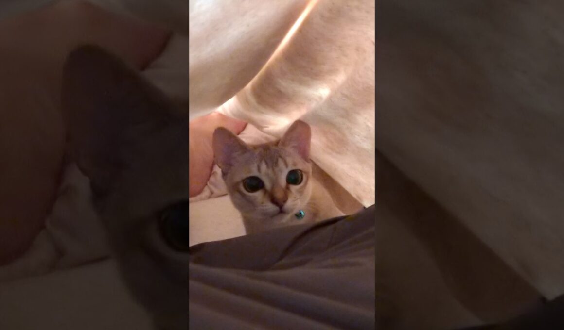 なにこれ！？  #猫 #ねこ #こねこ #猫のいる暮らし #シンガプーラ #cat #catshorts