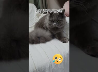 猫の避妊手術、前日。飼い主、心配🥺【サイベリアン・キキのKIKICHANNEL】#shorts #サイベリアン