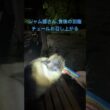 シャム猫さん、食後の別腹チュールを召し上がる