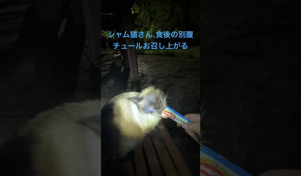 シャム猫さん、食後の別腹チュールを召し上がる