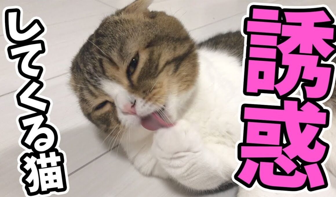 【猫】ママを誘惑する猫【スコティッシュフォールド】