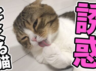 【猫】ママを誘惑する猫【スコティッシュフォールド】