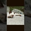 古代シャム子猫 #shorts
