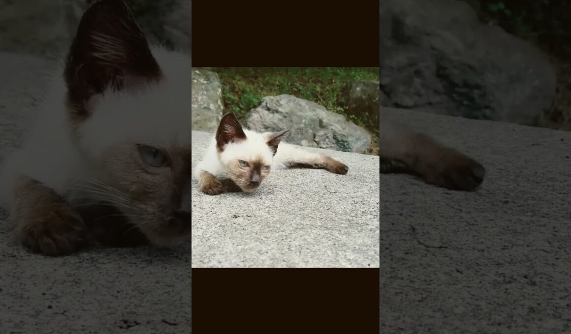 古代シャム子猫 #shorts