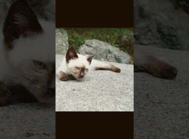 古代シャム子猫 #shorts