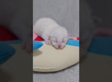 70gで生まれた子猫、このまま育つか不安でした