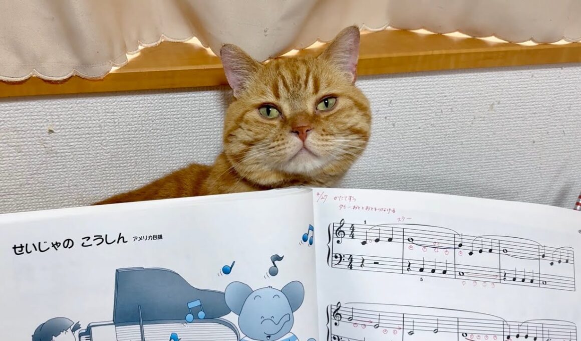 神出鬼没なマンチカンの茶々くん。