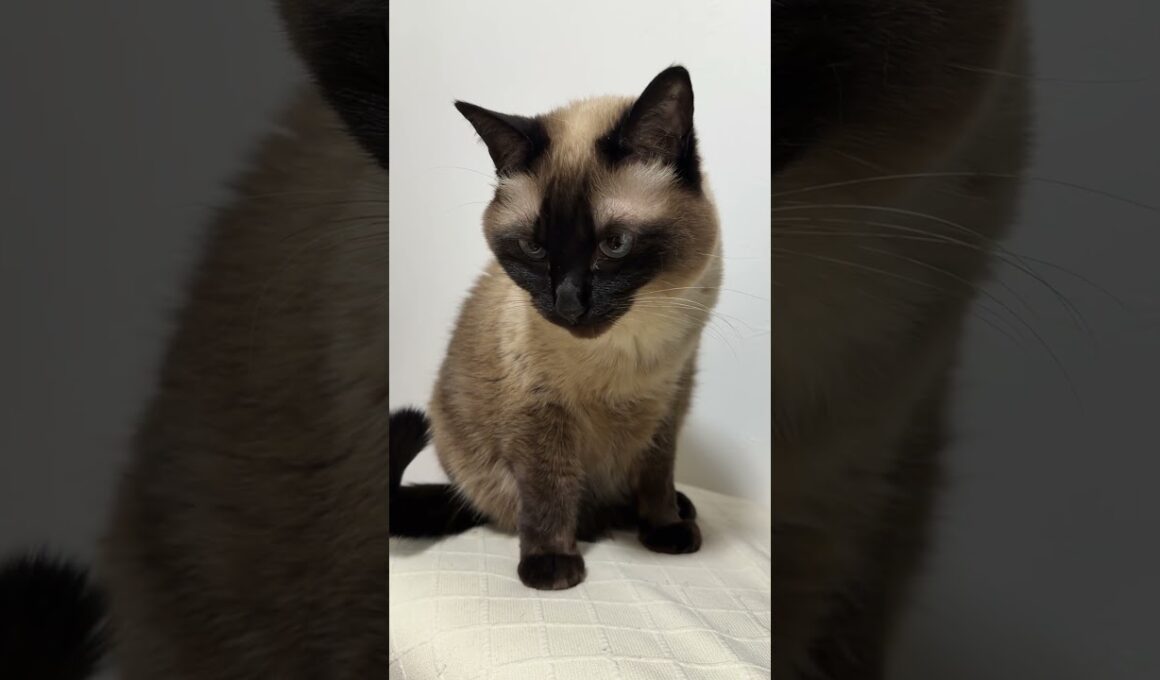 眠そうなシャム猫のふくさん【たぬき猫】 #cat #しゃむねこ #猫のいる暮らし #猫好きさんと繋がりたい #ねこ #cutecat #cat