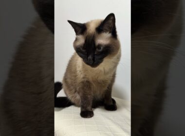 眠そうなシャム猫のふくさん【たぬき猫】 #cat #しゃむねこ #猫のいる暮らし #猫好きさんと繋がりたい #ねこ #cutecat #cat