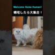 帰宅したら全員集合してくれる猫たち💖#猫 #ペルシャ猫 #猫動画 #猫ショート #かわいい猫 #癒し #猫のいる暮らし #ふわふわ猫 #多頭飼い #お出迎え猫