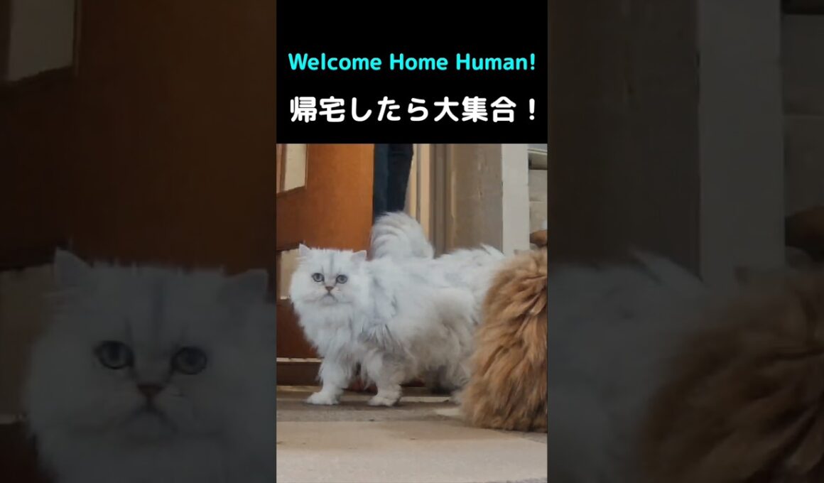 帰宅したら全員集合してくれる猫たち💖#猫 #ペルシャ猫 #猫動画 #猫ショート #かわいい猫 #癒し #猫のいる暮らし #ふわふわ猫 #多頭飼い #お出迎え猫
