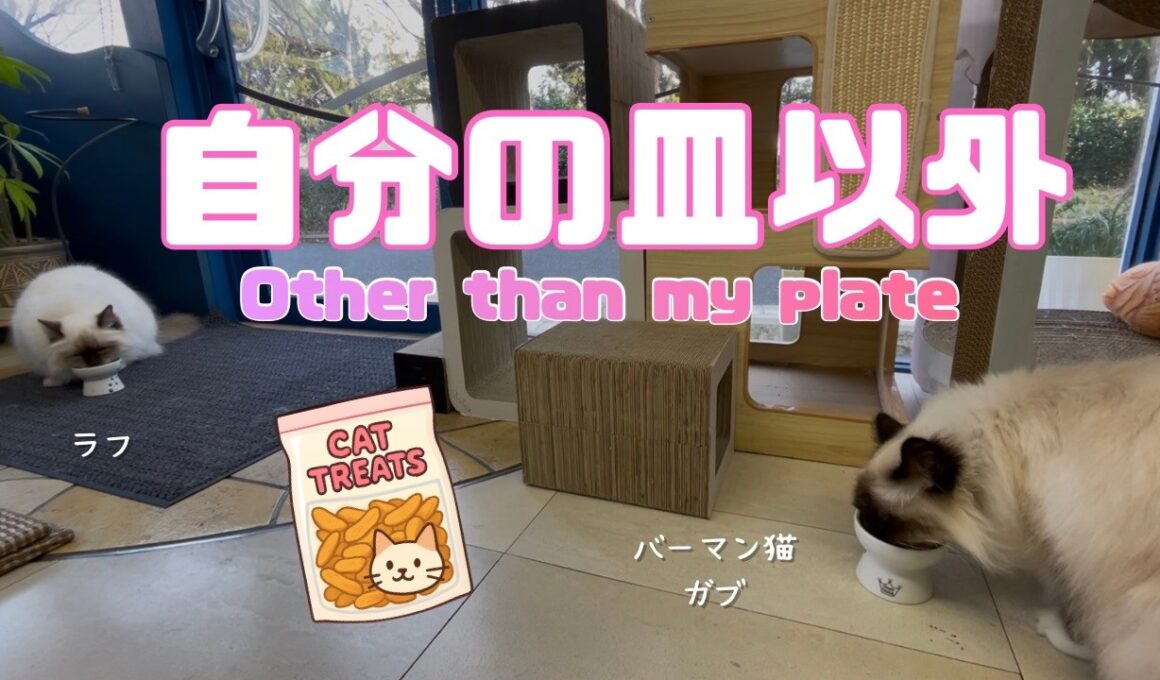 バーマン猫ガブとラフ【自分の皿以外】Other than my plate（バーマン猫）Birman/Cat