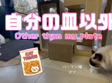 バーマン猫ガブとラフ【自分の皿以外】Other than my plate（バーマン猫）Birman/Cat