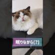 怠惰の塊で愛おしい🐑 #shorts #猫 #ラグドール #甘えん坊猫 #もふもふ #猫のいる生活