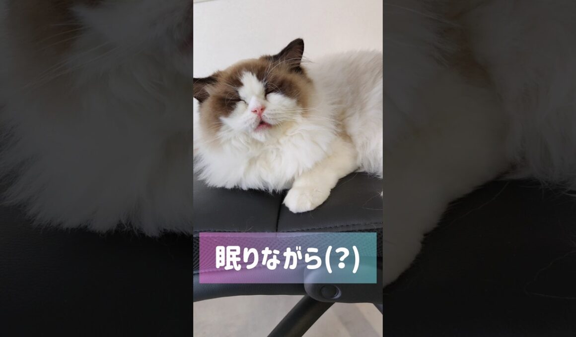 怠惰の塊で愛おしい🐑 #shorts #猫 #ラグドール #甘えん坊猫 #もふもふ #猫のいる生活