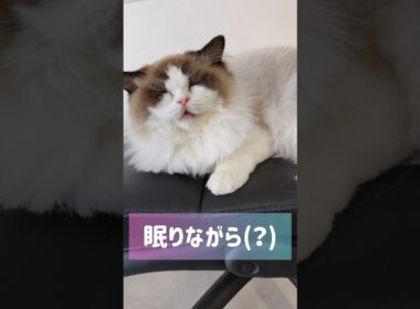 怠惰の塊で愛おしい🐑 #shorts #猫 #ラグドール #甘えん坊猫 #もふもふ #猫のいる生活