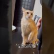 これがラパーマ！毛がくるくるすぎる猫🐱✨