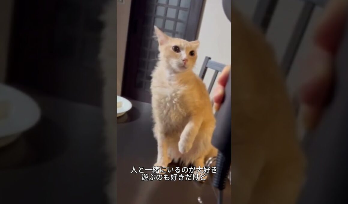 これがラパーマ！毛がくるくるすぎる猫🐱✨