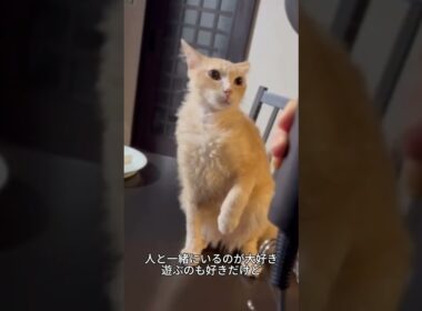 これがラパーマ！毛がくるくるすぎる猫🐱✨