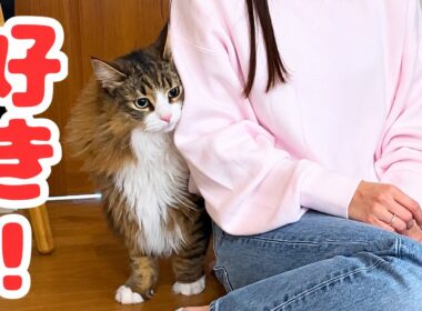 友達にベタベタ甘えまくるデカ猫が可愛すぎるから絶対に見て〜〜〜〜