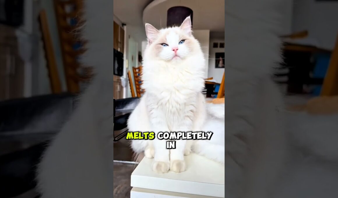 Top 5 Most Affectionate Cat Breeds in the World (Number 1 Never Leaves You Alone 😻)