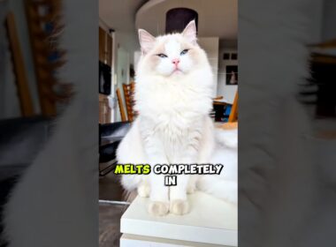 Top 5 Most Affectionate Cat Breeds in the World (Number 1 Never Leaves You Alone 😻)