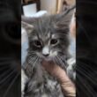 メインクーンの子猫達ワクチン接種