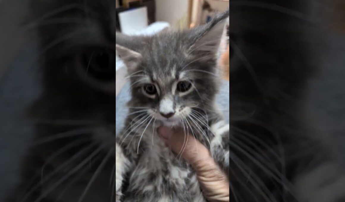 メインクーンの子猫達ワクチン接種
