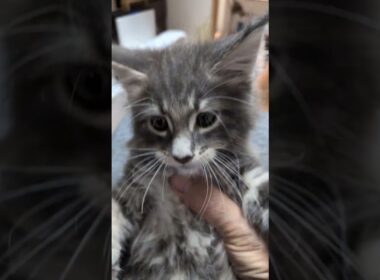 メインクーンの子猫達ワクチン接種