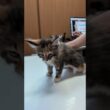 メインクーンの子猫達ワクチン接種