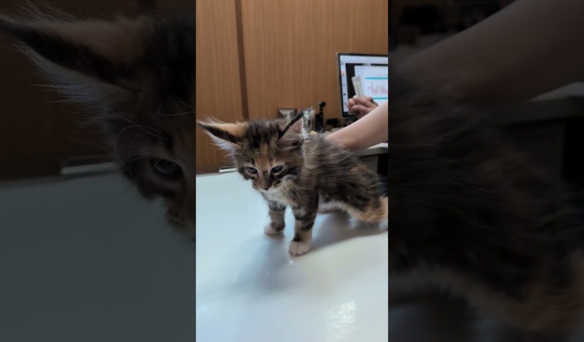 メインクーンの子猫達ワクチン接種