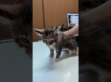 メインクーンの子猫達ワクチン接種