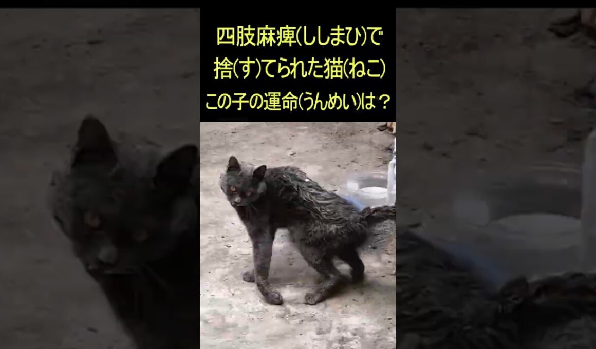 四肢麻痺(ししまひ)で捨(す)てられた猫(ねこ)この子の運命(うんめい)は？ #感動 #ゴールデンレトリバー #命懸け  #感動 #ゴールデンレトリバー #命懸け