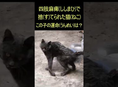 四肢麻痺(ししまひ)で捨(す)てられた猫(ねこ)この子の運命(うんめい)は？ #感動 #ゴールデンレトリバー #命懸け  #感動 #ゴールデンレトリバー #命懸け