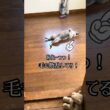 【猫動画】保護した仔猫と先住猫日常🐈‍⬛かわいいし癒し #保護猫 #子猫 #ねこのいる生活