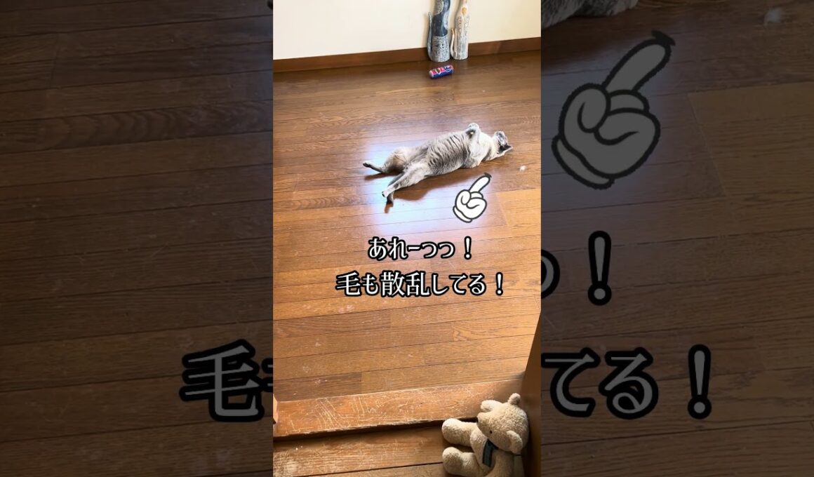 【猫動画】保護した仔猫と先住猫日常🐈‍⬛かわいいし癒し #保護猫 #子猫 #ねこのいる生活