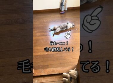【猫動画】保護した仔猫と先住猫日常🐈‍⬛かわいいし癒し #保護猫 #子猫 #ねこのいる生活