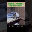 ご飯場所でくつろぐ、たぬシャム君。