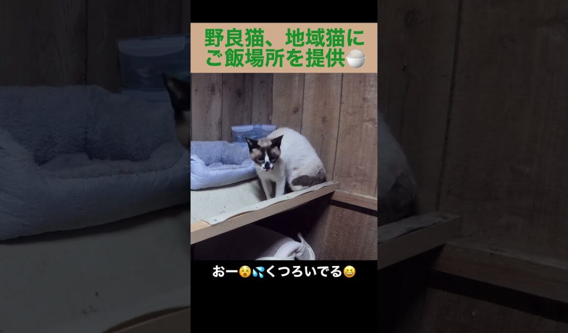 ご飯場所でくつろぐ、たぬシャム君。