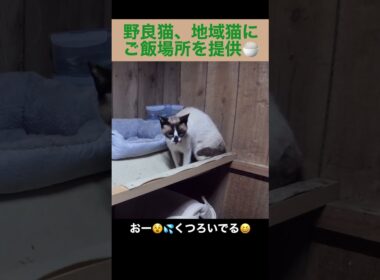 ご飯場所でくつろぐ、たぬシャム君。